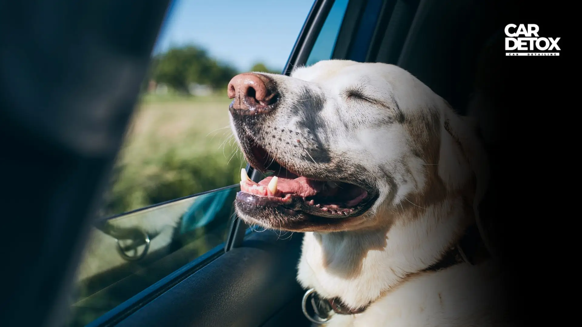 How to Remove Dog Hair from Your Car