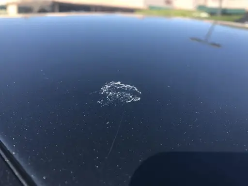 bird-droppings