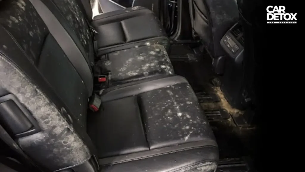 how-to-get-smell-out-of-car