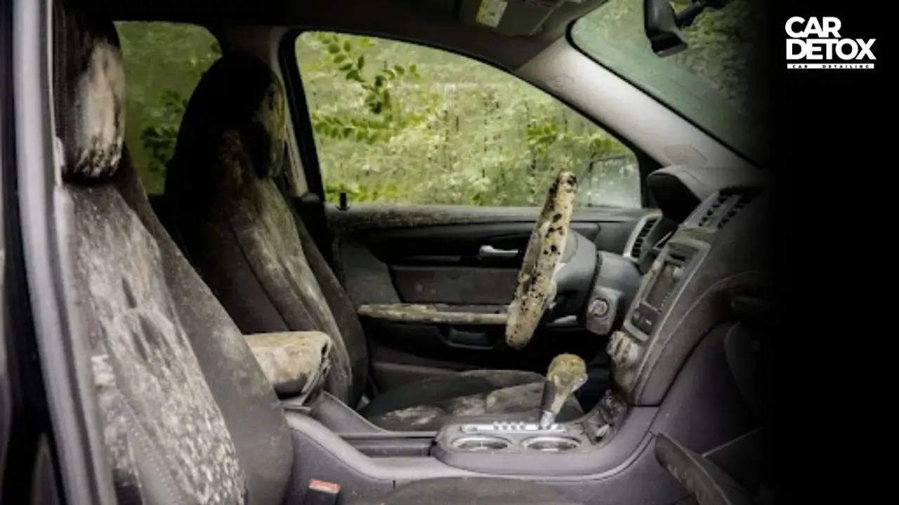 is-mold-in-car-dangerous