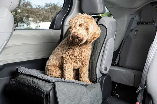 protect-car-seats-from-dog