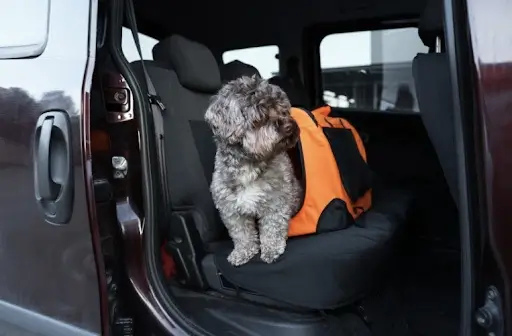 tools-toremove-dog-hair